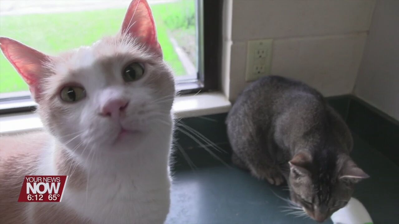The Ohio SPCA and Humane Society is looking for forever homes for hundreds of cats as they are at capacity